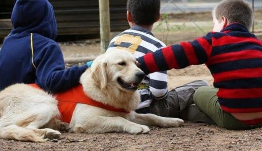 Terapia con animales