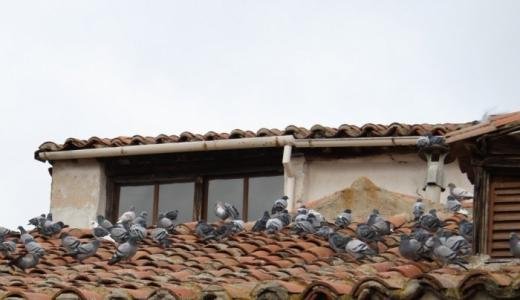 Palomas en edificios de Tudela